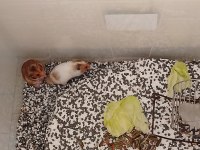 Suriye 2 Erişkin Erkek Hamster