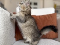 Mükemmel Kalite Golden Ny25 British Longhair