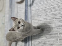 British Shorthair 4 Aylık Lilac
