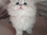 Show Kalite British Longhair Bebekler