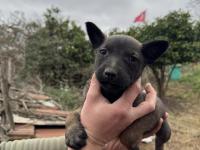 Üst düzey belçika kurdu yavruları