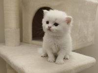 Golden british shorthair yavrular