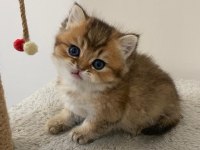 Yavru golden british shorthair