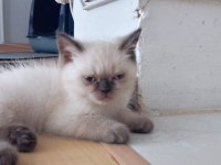 2 Aylik İran Kedisi