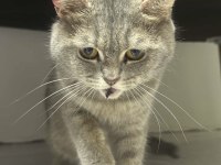 British Shorthair İçin Yuva Aranıyor