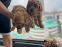 Ev Üretimi Safkan Toy Poodle Yavruları Anne Yanından