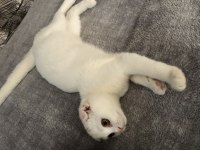 Kar Topu Dost Scottish Fold