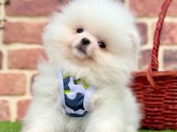 Safkan Pomeranian Cinsi Köpeklerimiz