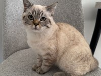 British shorthair ns24 silver tabby
