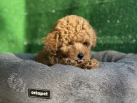 Toy poodle köpeği