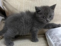 2 aylık british shorthair kedilerimiz yuva arıyor