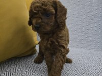 Kore dark red poodle bebek köpekler