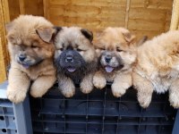 Chow chow ırk garantili yavrular