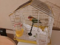 2 Yaşında Erkek Cennet Papağanı