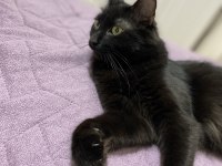 Kalıcı Yuva Aranıyor Kedimize