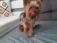 Oyuncu Ve Şımarık Yorkshire Terrier