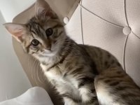 Ücretsiz Sahiplendirme Kedimiz