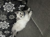 3 Aylık British Shorthair