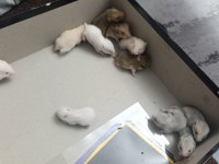Yavru hamsterlar yeni sahibini bekliyor