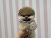 3 Aylık Pomeranian