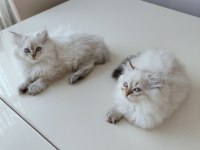 İki Aylık British Longhair Eğitimliler