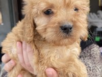 Bursa'nın En Güzel Maltipoo Bebekleri