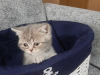 Muhteşem Güzellikte İki Kız Kardeş Kediler