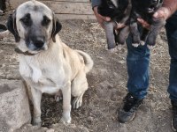 Orjinal kangal yavruları sivastan