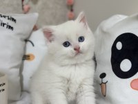 Kar Gibi British Shorthair