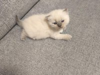 2 British 2 Scottish