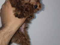 Toy Poodle Red Brown