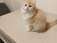 British Golden Longhair Erkek