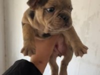 Erkek ve dişi french bulldog yavrucuklar