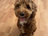 7.5 aylik maltipoo yavrumuz