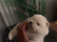 Üst Sekmen Sağlık Irk Garantili Pomeranian Yavrular