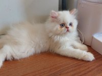 2 Aylık Erkek Bebek Köpeğimiz Yuva Arıyor