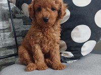Birbirinden Güzel Toy Poodle Bebeklerimiz
