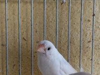 Ücretli Sahiplendirilecek Kuşlarım Bengaller