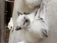 Blue Point Son Kalan British Yavrumuz Yuvasına Gitmeyi Bekliyor