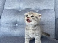 Gri Scottish Fold Yavru