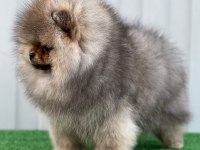 Irk Garantili Pomeranian Boo Sevimli Yavrular