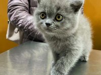 British Shorthair Yavru Kedileri