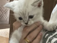 Sahiplendirme Ve Satın Alma British Shorthair