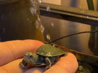 Kırmızı yanak singapur kaplumbağası