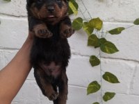 20 Güne Yeni Yuvalarına Hazır Safkan Rottweiler