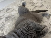 Kedimiz Duman Yeni Yuvasını Arıyor