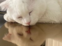 Scottish Fold Erkek Kedime Dişi Kedi Arıyorum