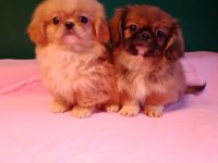 Sevgililer Gününe Özel A Kalite Pekinez Bebeklerimiz