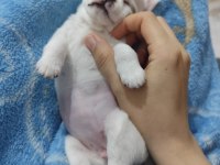 Kar beyazı chihuahua yavrumuz yuva arıyor