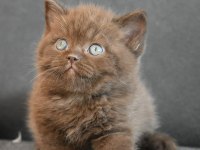 2 Saylık Safkan British Shorthair